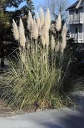 CORTADERIA SELLOANA (IARBA DE PAMPAS)