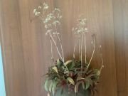 CRASSULA ORBICULARIS - imagine 2
