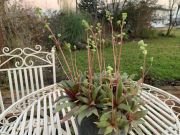 CRASSULA ORBICULARIS - imagine 3