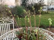 CRASSULA ORBICULARIS - imagine 4