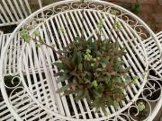 CRASSULA ORBICULARIS - imagine 5