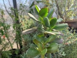 CRASSULA OVATA-(ARBORELE DE JAD)