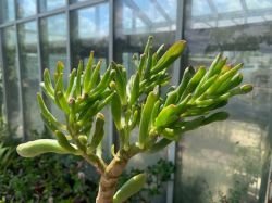 CRASULLA GOLLUM JADE