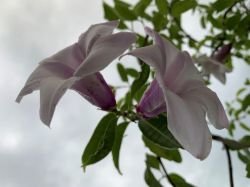 CRYPTOSTEGIA GRANDIFLORA
