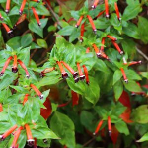 CUPHEA IGNEA (PLANTA TIGARA)