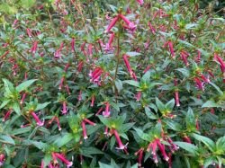 CUPHEA STARFIRE PINK
