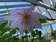 DAHLIA IMPERIALIS - imagine 2