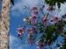 DAHLIA IMPERIALIS - imagine 3