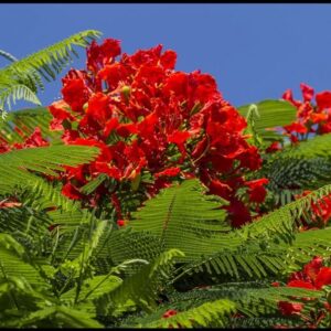 DELONIX REGIA