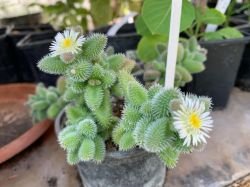 DELOSPERMA ECHINATUM