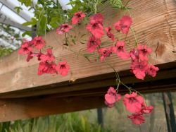 DIASCIA INTEGERRIMA "CORAL CANYON"