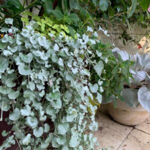 DICHONDRA SILVER FALLS