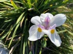 DIETES GRANDIFLORA