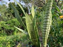 DRACAENA TRIFASCIATA