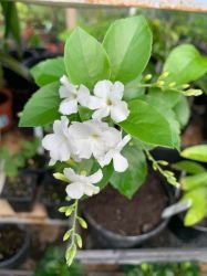 DURANTA  ERECTA  ALBA