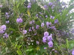 DURANTA ERECTA