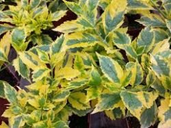 DURANTA GOLD EDGE