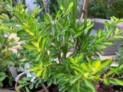 DURANTA REPENS VARIEGATA