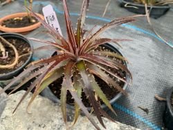 DYCKIA "BURGUNDY YCE"