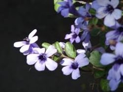 DYSCHORISTE THUMBERGIIFLORA