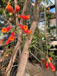 ECCREMOCARPUS SCABER