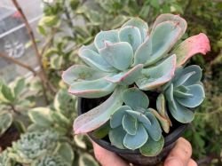ECHEVERIA "BLUE SKY"