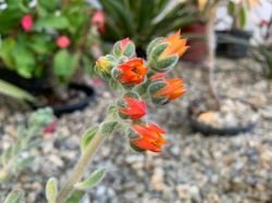 ECHEVERIA DORIS
