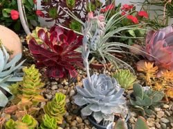 ECHEVERIA MORNING BEAUTY