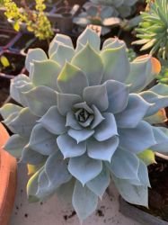 ECHEVERIA PEAC0CKII
