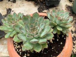 ECHEVERIA PULIDO