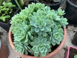 ECHEVERIA SPLENDENS