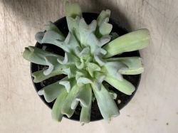 ECHEVERIA "TOPSY TURVY"