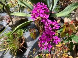 EPIDENDRUM IBAQUENSE PINK
