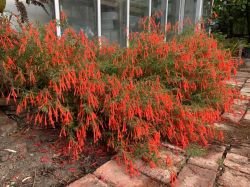 EPILOBIUM CANNUM (FUCHSIA CALIFORNIANĂ)
