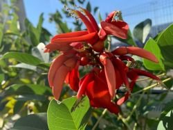 ERYTHRINA CRISTA GALLI