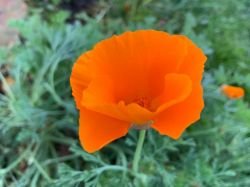 ESCHSCHOLZIA CALIFORNICA(MACUL CALIFORNIAN PORTOCALIU)