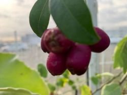 EUGENIA MIRTIFOLIA