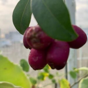 EUGENIA MYRTIFOLIA