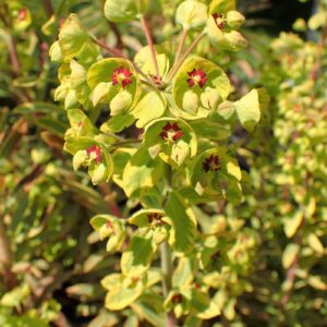 EUPHORBIA "ASCOT RAINBOW"