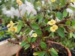 EUPHORBIA MILII GALBENA CU ROZ
