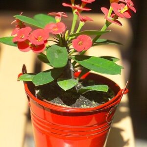 EUPHORBIA MILII "PINK CADILLAC"