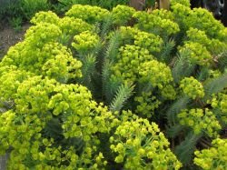 EUPHORBIA RIGIDA