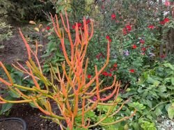 EUPHORBIA TIRUCALLI"FIRE STICKS"