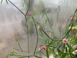 EUPHORBIA XANTI