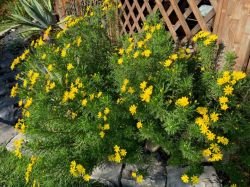 EURYOPS PECTINATUS "VIRIDIS"