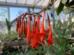 FUCHSIA GARTENMEISTER