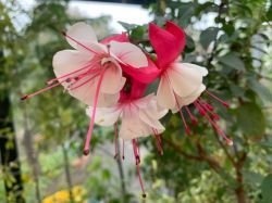 FUCSIA "ARETES PATIO PRINCESS"
