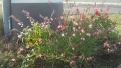 GAURA LINDHEIMERI ROSYJANE