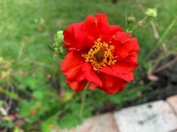 GEUM COCCINEUM