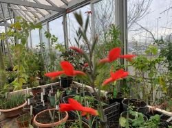 GLADIOLE AFRICA DE SUD
